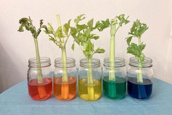 Image of rainbow celery experiment feature