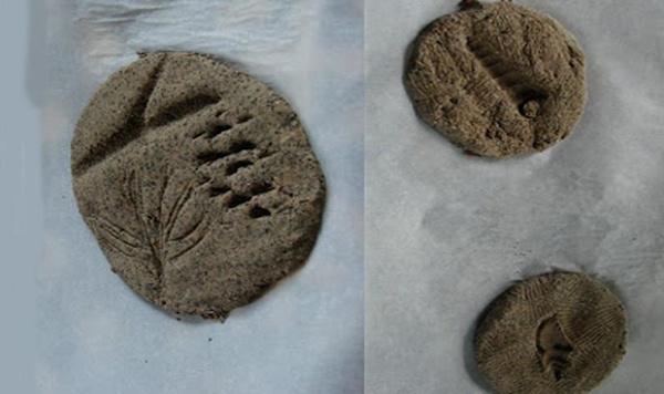 Image of homemade fossils feature