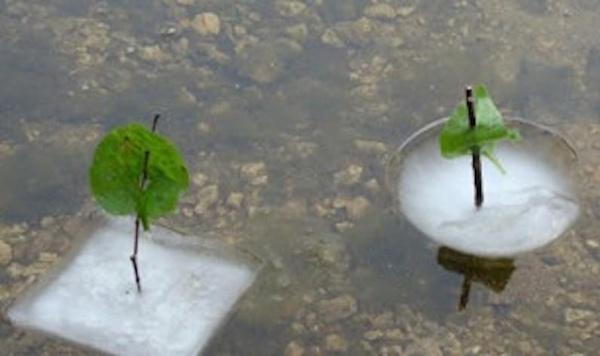 Image of natural ice boats feature