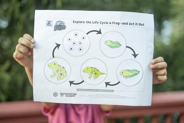 Image of a child holding up the Life Cycle of a Frog printable.