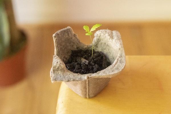 Grow Seedlings in an Egg Carton | Kids Coloring Pages | PBS KIDS for Parents