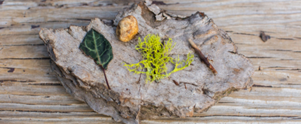 Image of make art with nature